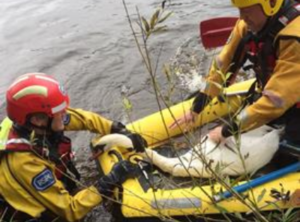 Fire crews rescue swan after dog attack in Nantwich