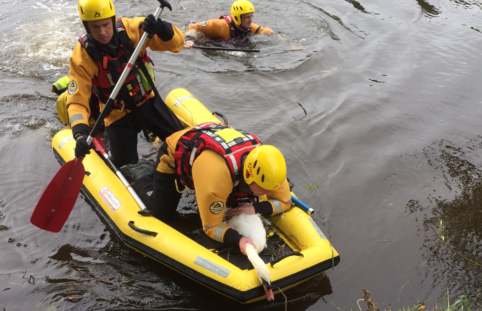 swan rescued from river weaver has died, says RSPCA