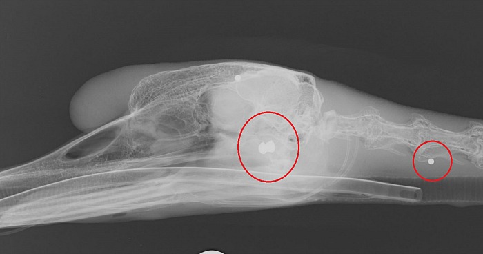 swan xray of shotgun pellets