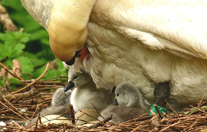 swans by Stephen Brown - featured image