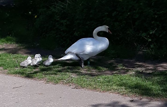 swans in nantwich - pic by Trev Bailey