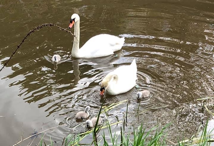 swans - pic by Carole Bentley