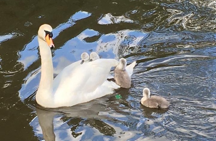 swans - pic by Jackie Symms