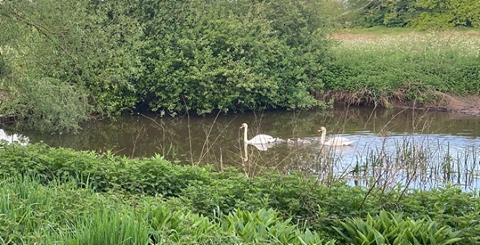 swans - pic by Vicky Higham