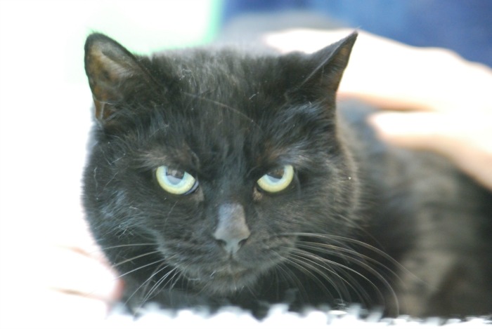 tilly the cat at RSPCA cattery in Nantwich