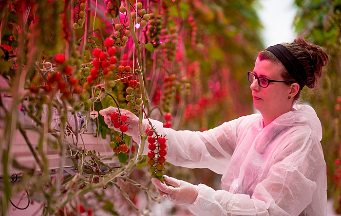 tomatoes in glasshouse - flower market