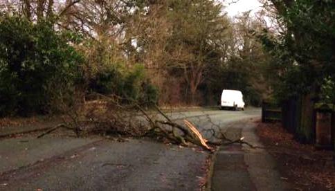 tree blocking A51 London Road at Nantwich