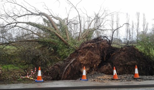 tree blown down in storm off A51 Stapeley