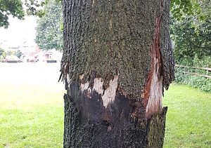 Vandals damage trees on Hough’s Millennium Green