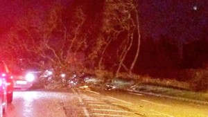 Picture update: Storm blows trees down across Nantwich