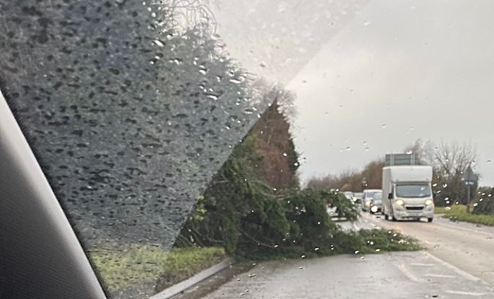 tree down on A51 at Cheerbrook