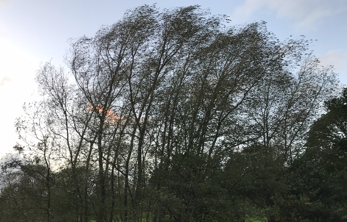 trees bend in winds of storm ophelia - pic by Jonathan White