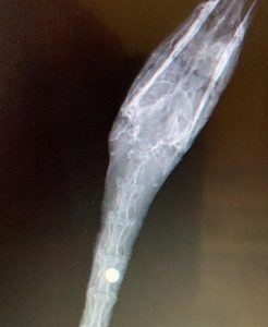 x-ray of shot swan